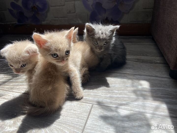 Котята