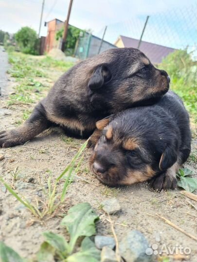 Щенки бесплатно
