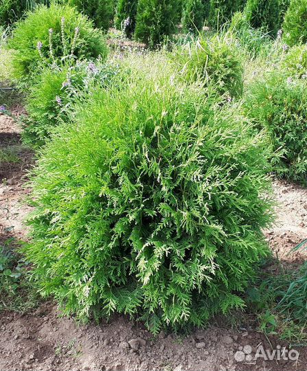 Туя Вудварди