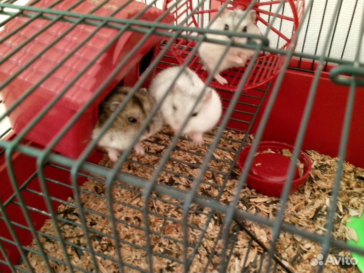 Сирийский хомяк джунгарский хомяк