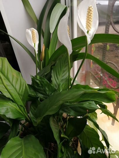 Герань,фиалки,спатифилиум(женское счастье),толстян