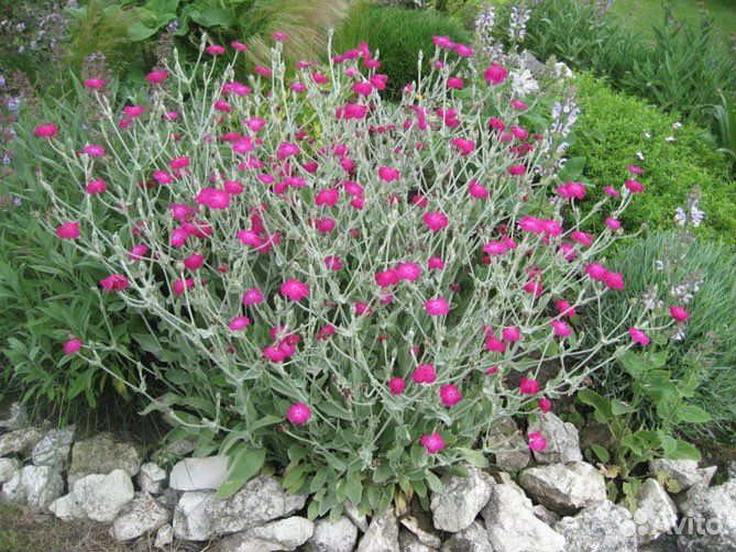 Многолетние цветы и озеленения