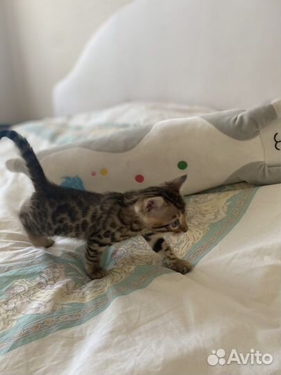 Бенгальский котенок