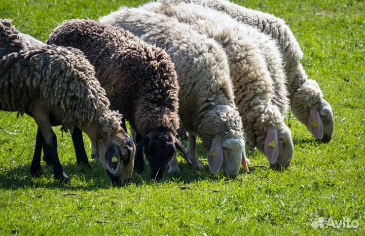 Овцы бараны ягнята