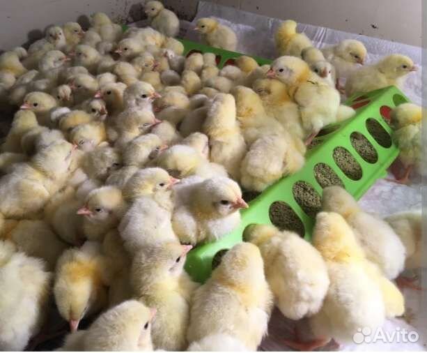 Бройлер цыплята суточные