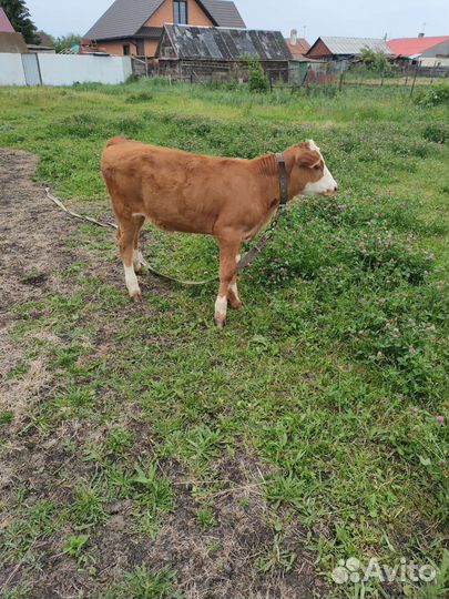 Телочка 5 месяцев