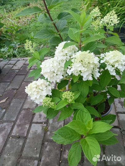 Метельчатые низкорослые Гортензии