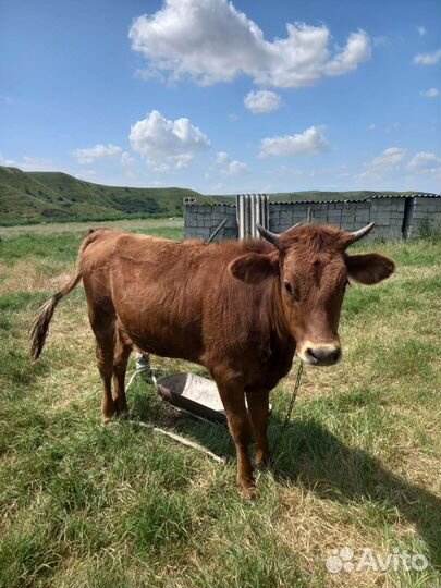 С/х Животное