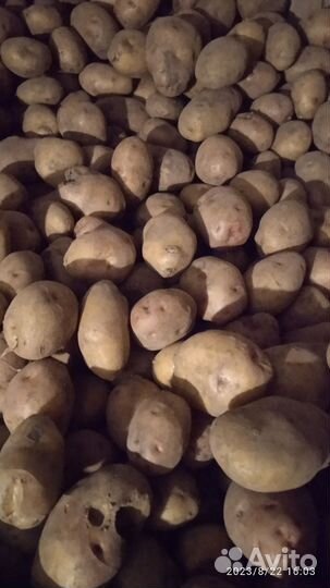 Семенной картофель