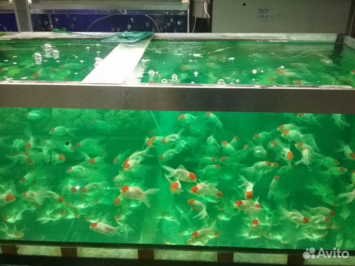 Водный-Мир.Оптом Аквариумные рыбки и растение