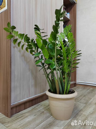 Замиокулькас