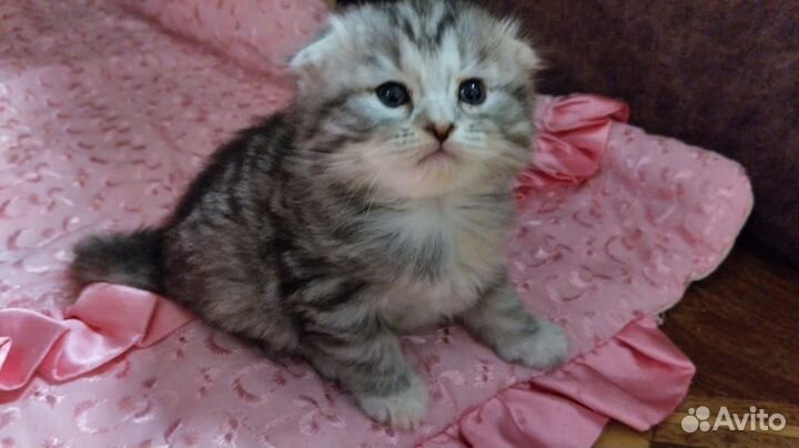 Шотландские вислоухие котята