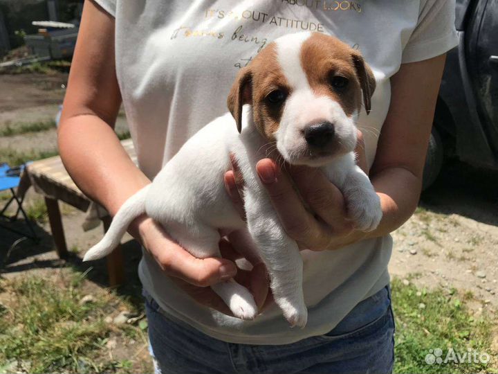 Щенки джек Рассел терьер