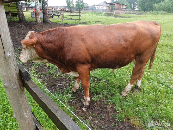 Бык, бычки, крс, на племя