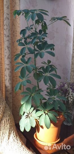 Продам цветок комнатный