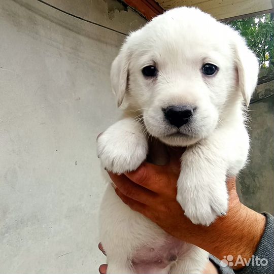 Щенки лабрадора