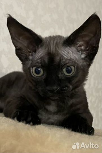 Котик Девон-рекс