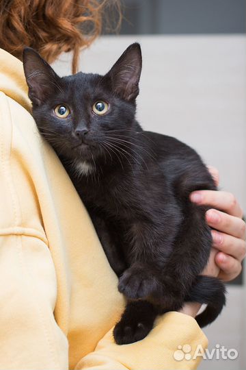 Черный котенок мальчик в добрые руки