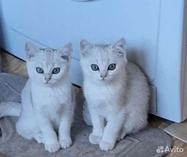 Британская шиншилла