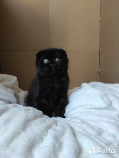 Шотландские котята