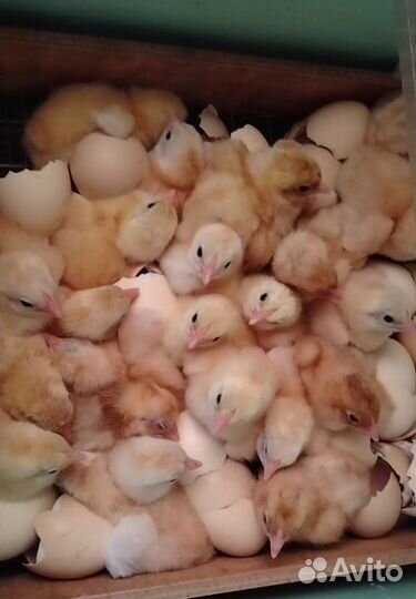 Цыплята(бронь)
