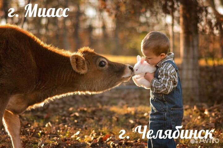 Продукты на корм животным (г. Миасс)