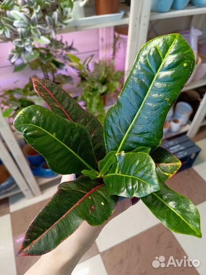 Кодиеум Экселен