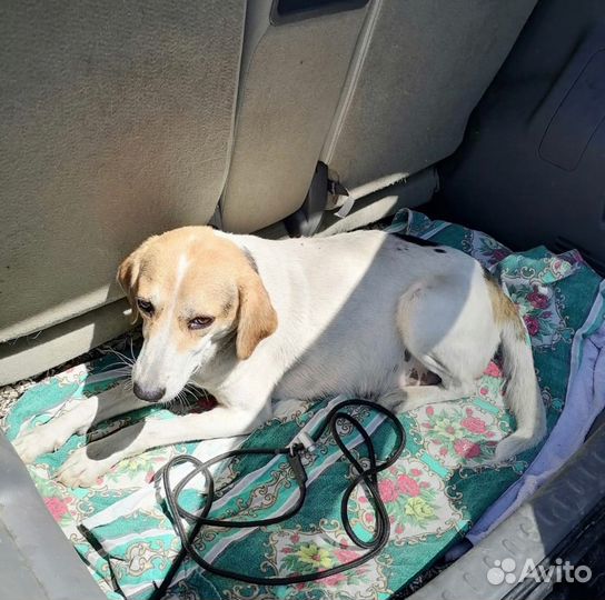 В добрые руки девочку