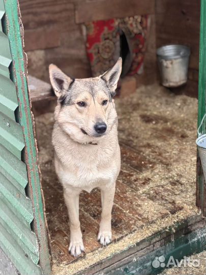 Собачки приюта Некрасовка ждут гостей