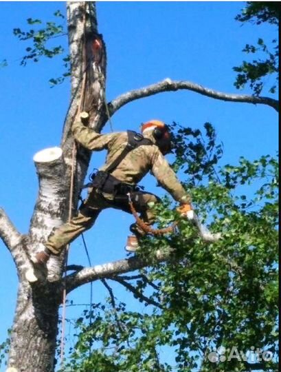 Спил деревьев