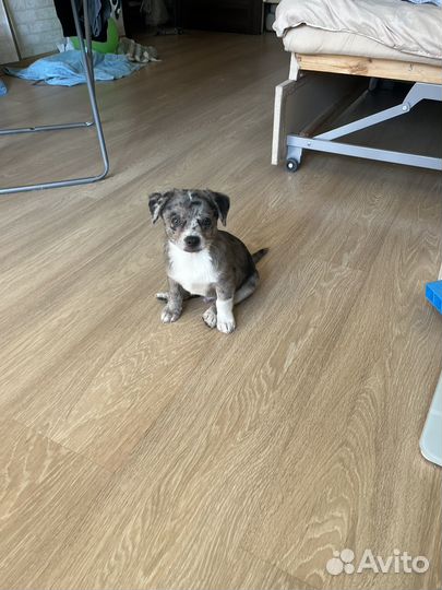 Щенок мальчик помчи