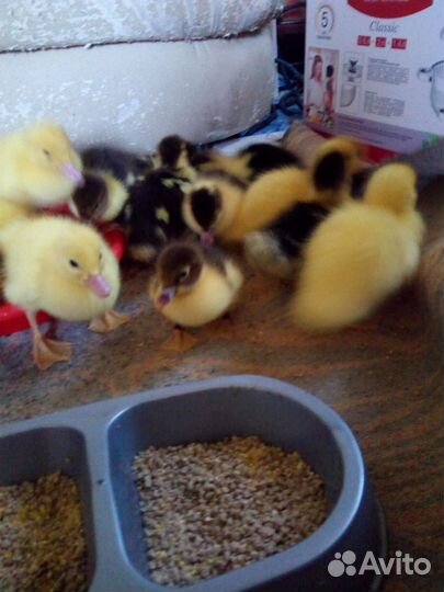 Суточные индоутята