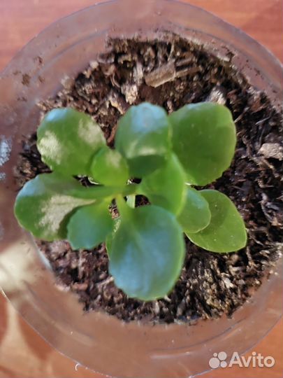 Каланхоэ(цвет ярко- розовый,махровый)