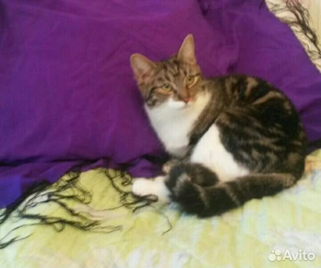 Молодая, красивая, нежная кошка в дар