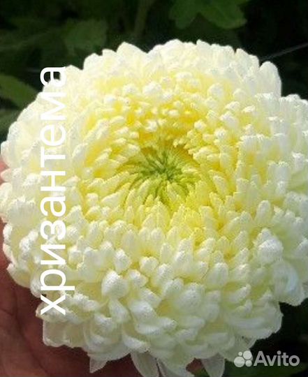 Хризантема крупноцветковая Бигуди