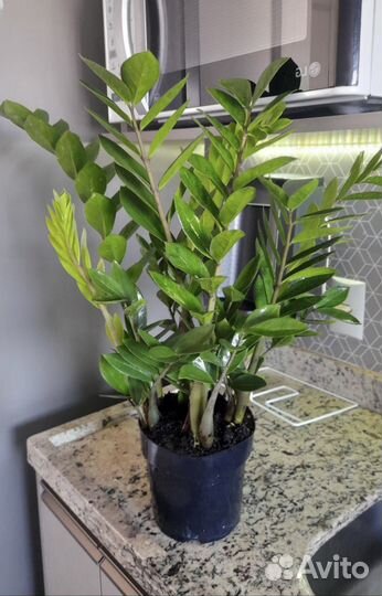 Замиокулькас