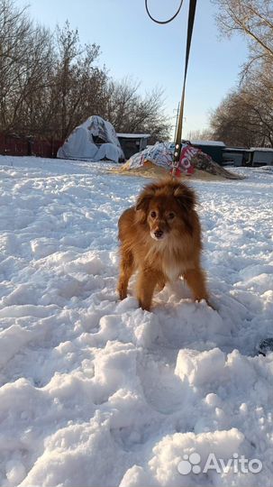 Собака Норма