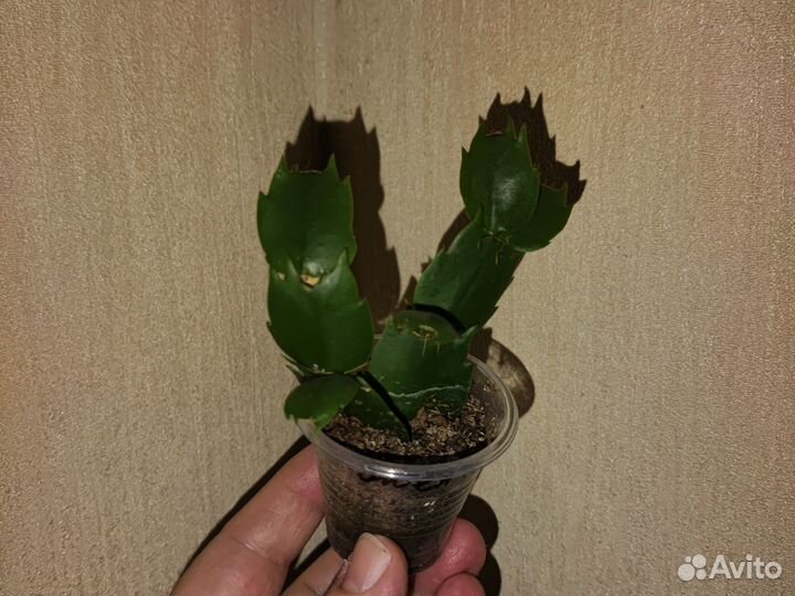 Жёлтый декабрист (шлюмбергера)