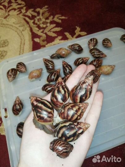 Улитки ахатины и архахатины