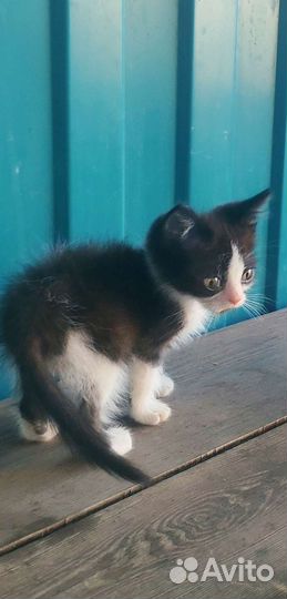 Котята в добрые руки)