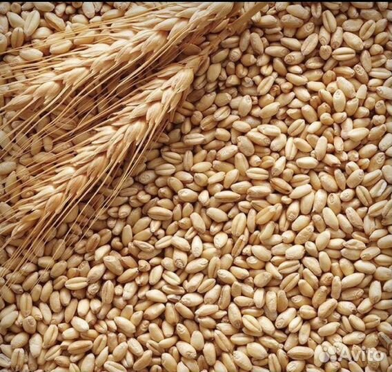 Зерно пшеница