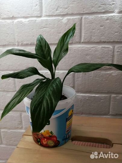 Спатифиллум