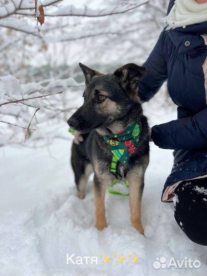 Восточноевропейская овчарка щенок в добрые руки