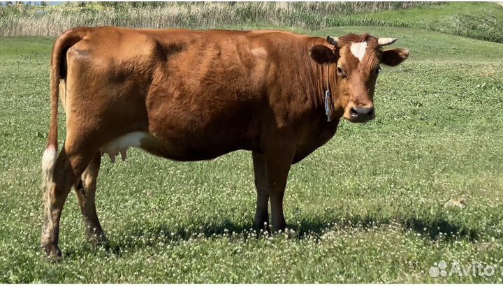 Коровы дойные молочные