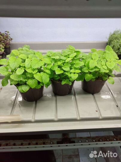 Мелиса лимонная в горшках