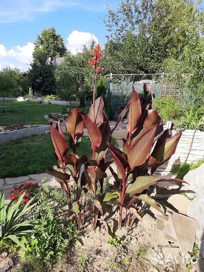 Цветы канны