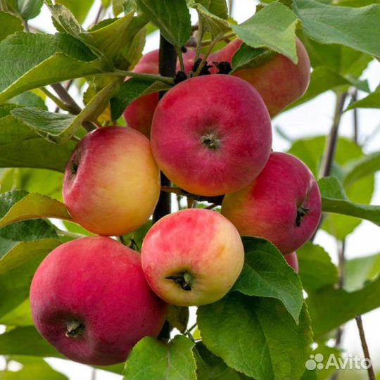 Саженцы Малина, яблони, смородина, жимолость и др