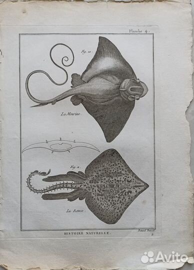 Антикварные гравюры Скаты Panckoucke Панкук 1787