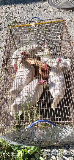 Гуси годовалые, семья