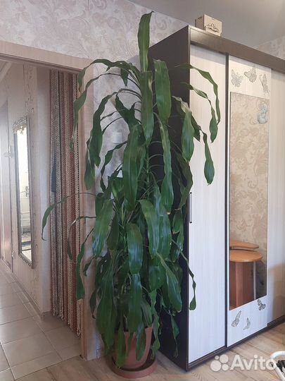 Продам пальму